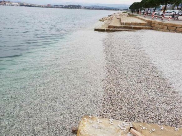 Apartmaji Ema Koper Exteriör bild